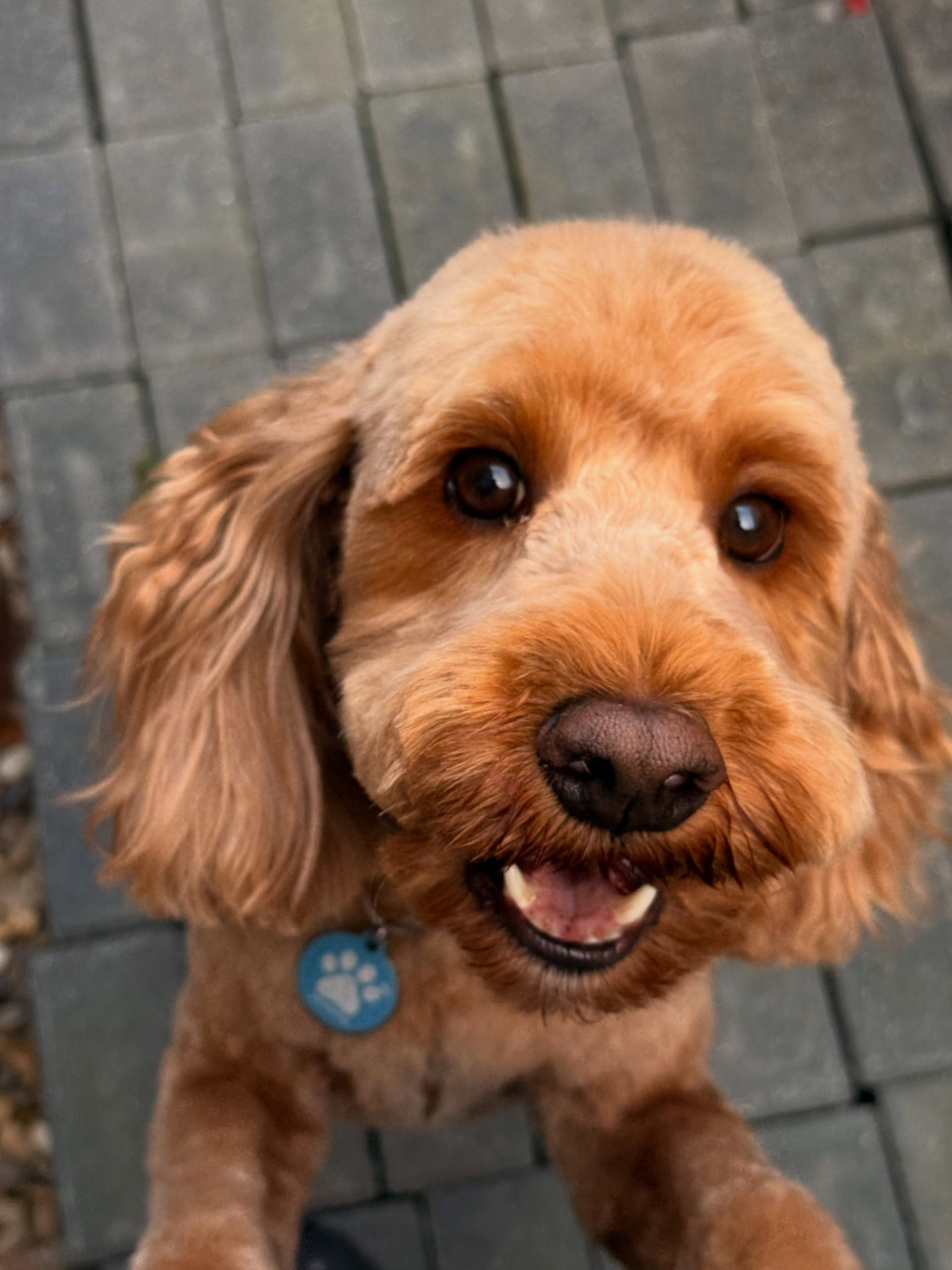 Close-up of Bailey the cockapoo's freshly trimmed face