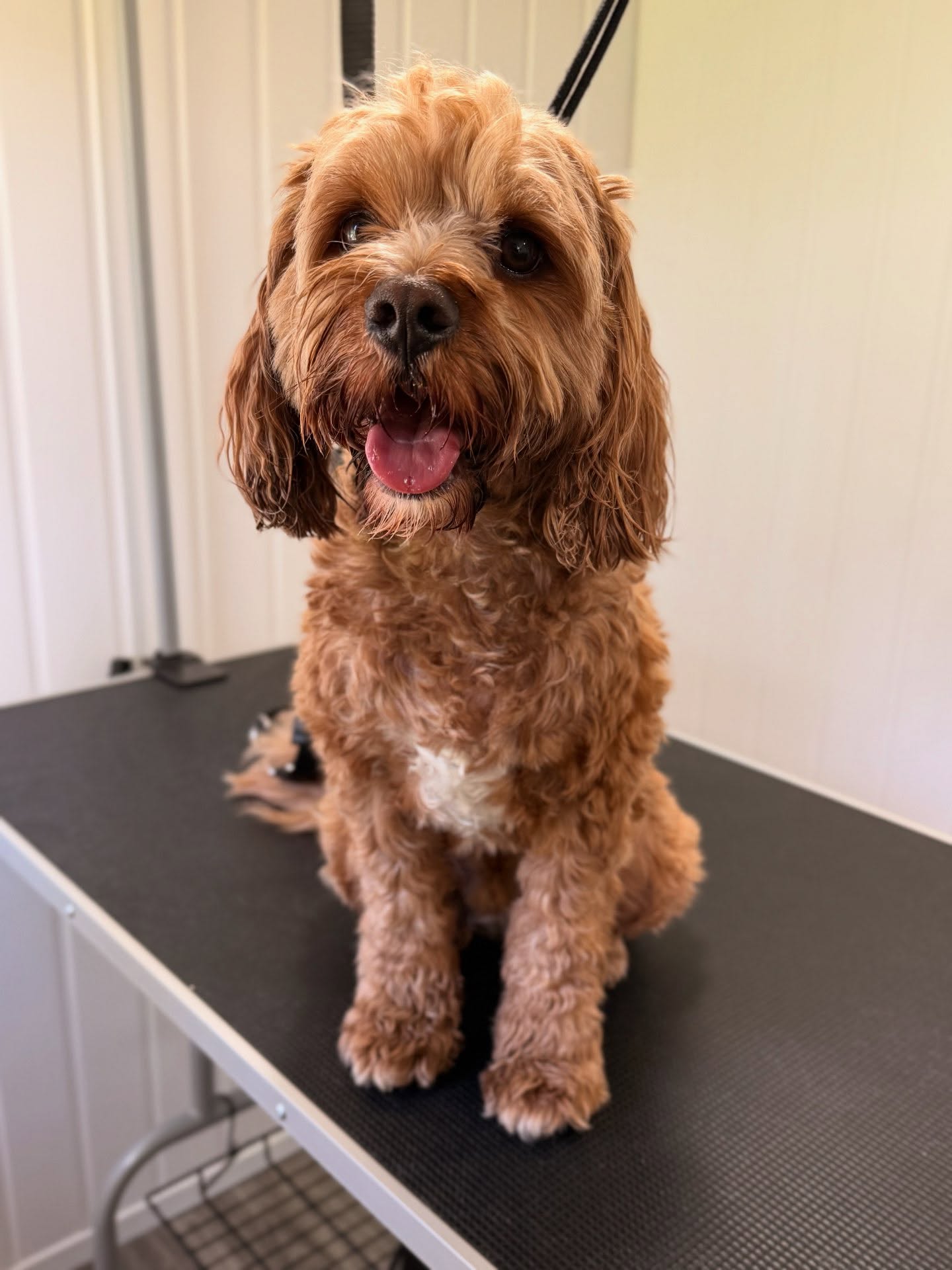 Barney the red cockapoo on the grooming table after his groom