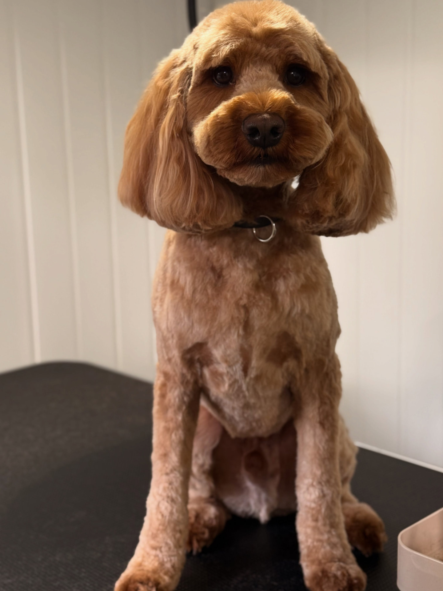 Cockapoo Bailey on the grooming table after a full groom at Bubble & Bark, Mickleover