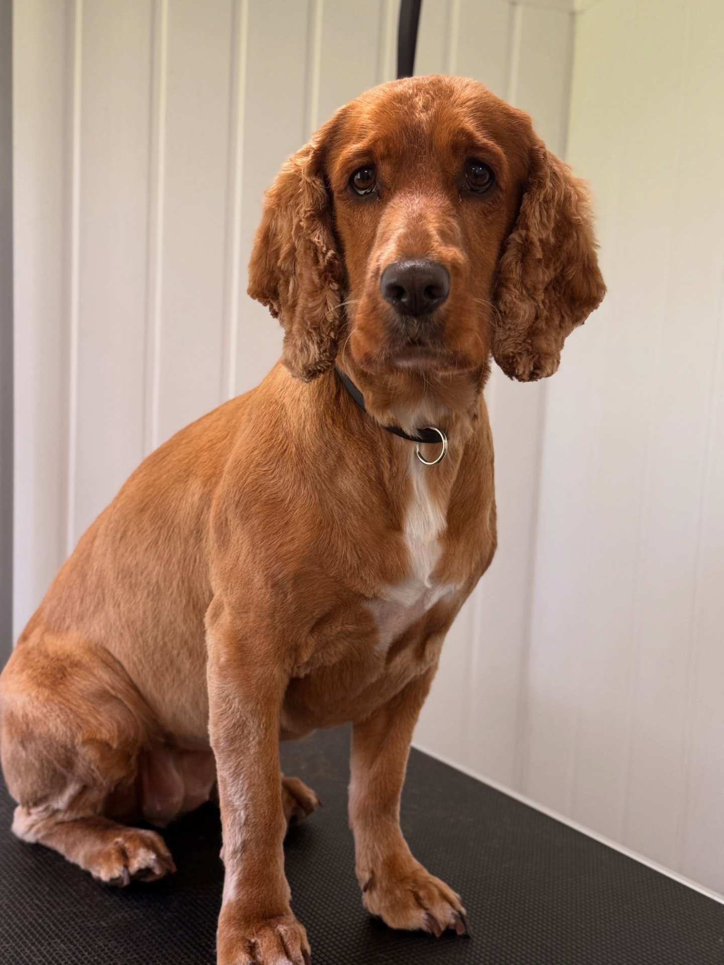 Nellie the red cocker spaniel after her groom, with a neat trimmed coat