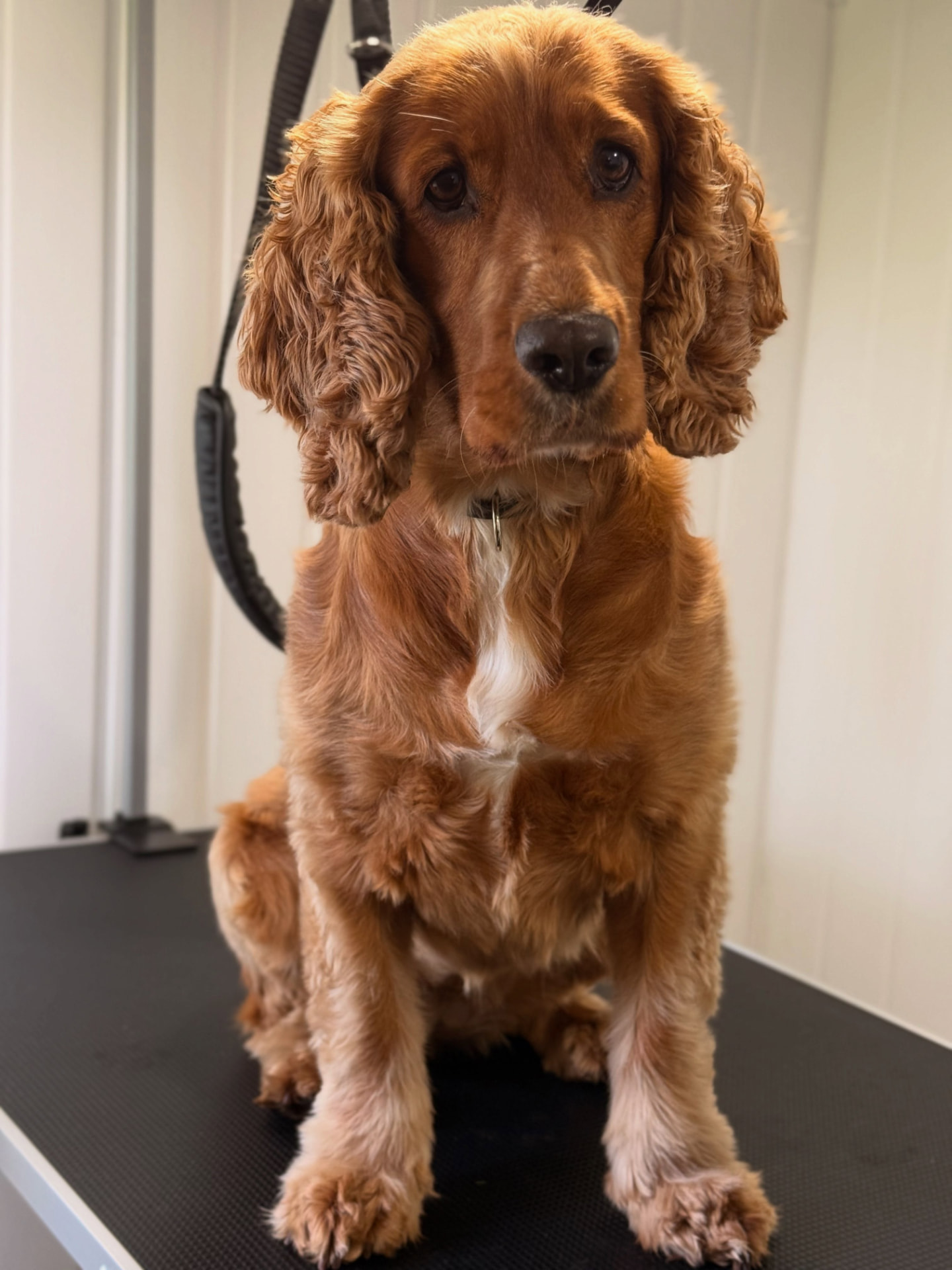 Nellie the red cocker spaniel on the grooming table after her full groom