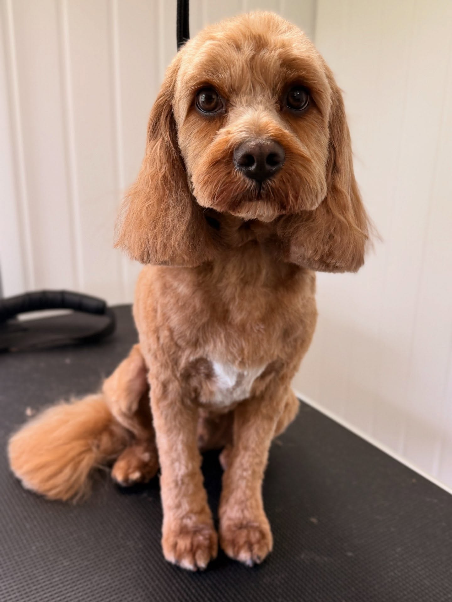 Barney, a red cockapoo, after his full groom at Bubble & Bark