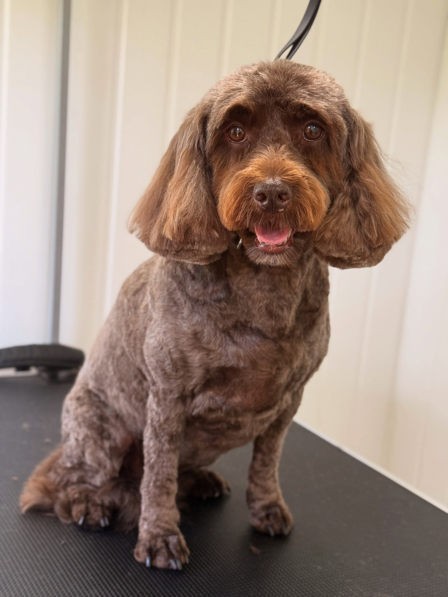 Ruby, a chocolate brown cocker, sitting happily after her full groom