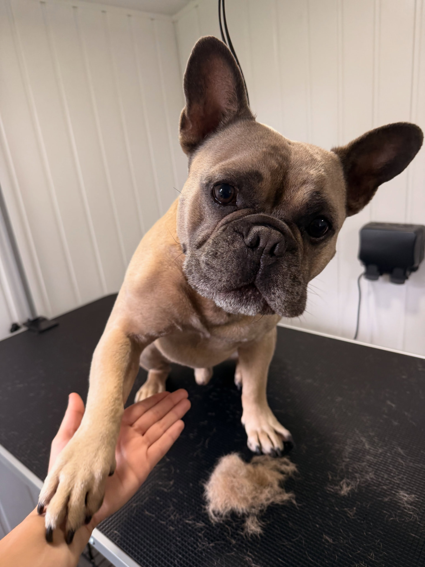 Rex the French bulldog giving a paw after his deshedding groom