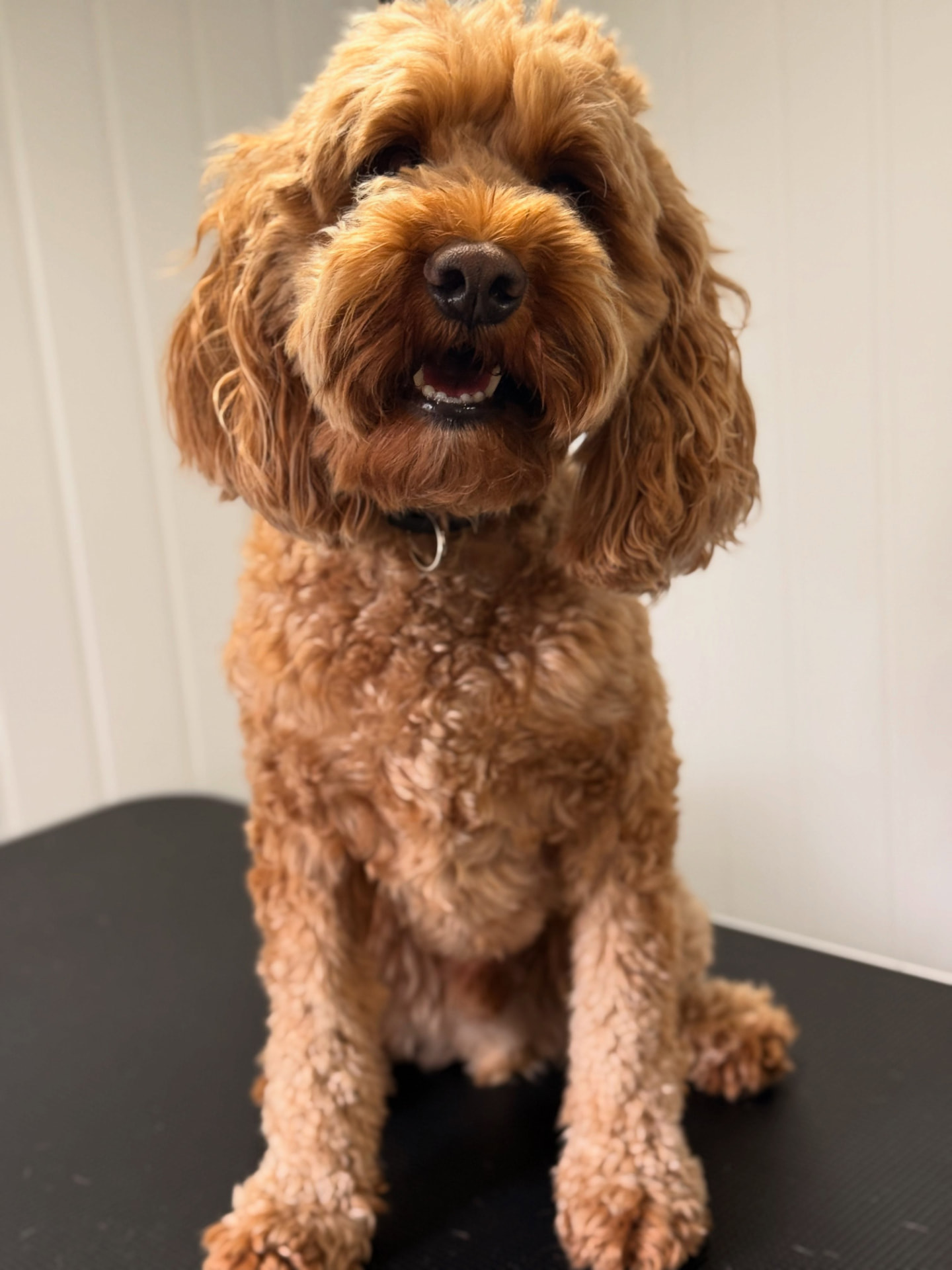 Bailey the cockapoo sitting happily after his groom in Mickleover