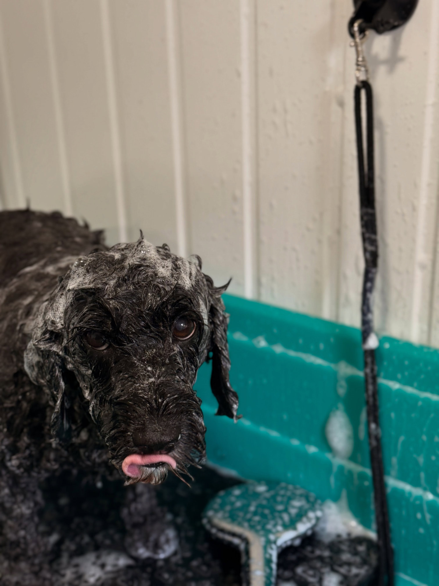 Koko, a black cockapoo, being bathed at Bubble & Bark