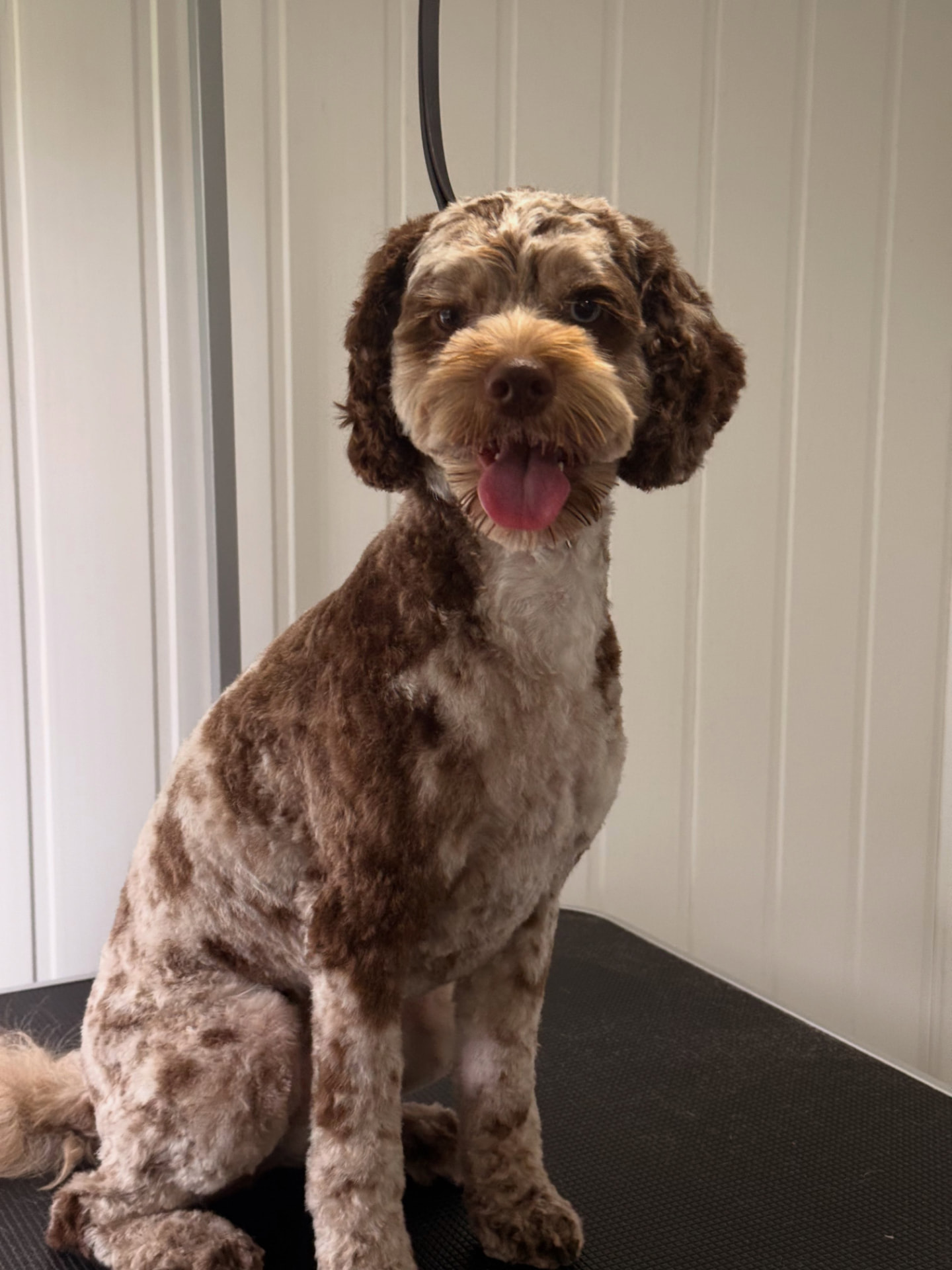Maggie, a brown cockapoo, sitting on the grooming table after her groom