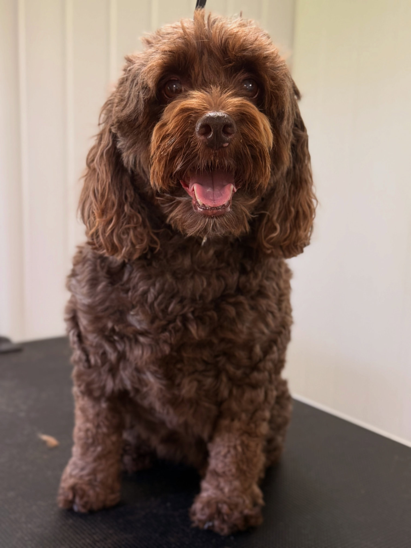 Ruby the chocolate cockapoo after her groom, with a fresh curly coat