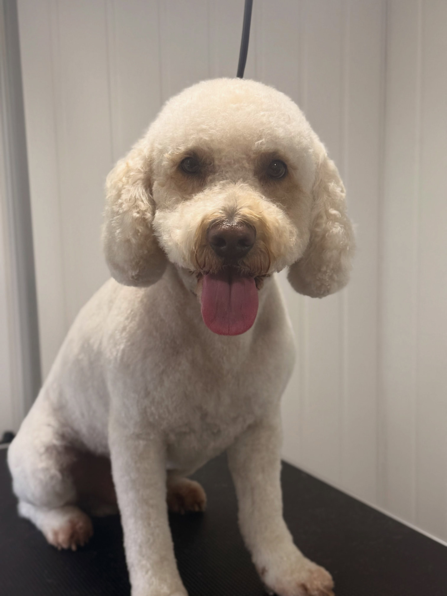 Marty, a cream poodle cross, after a full groom at Bubble & Bark, Mickleover
