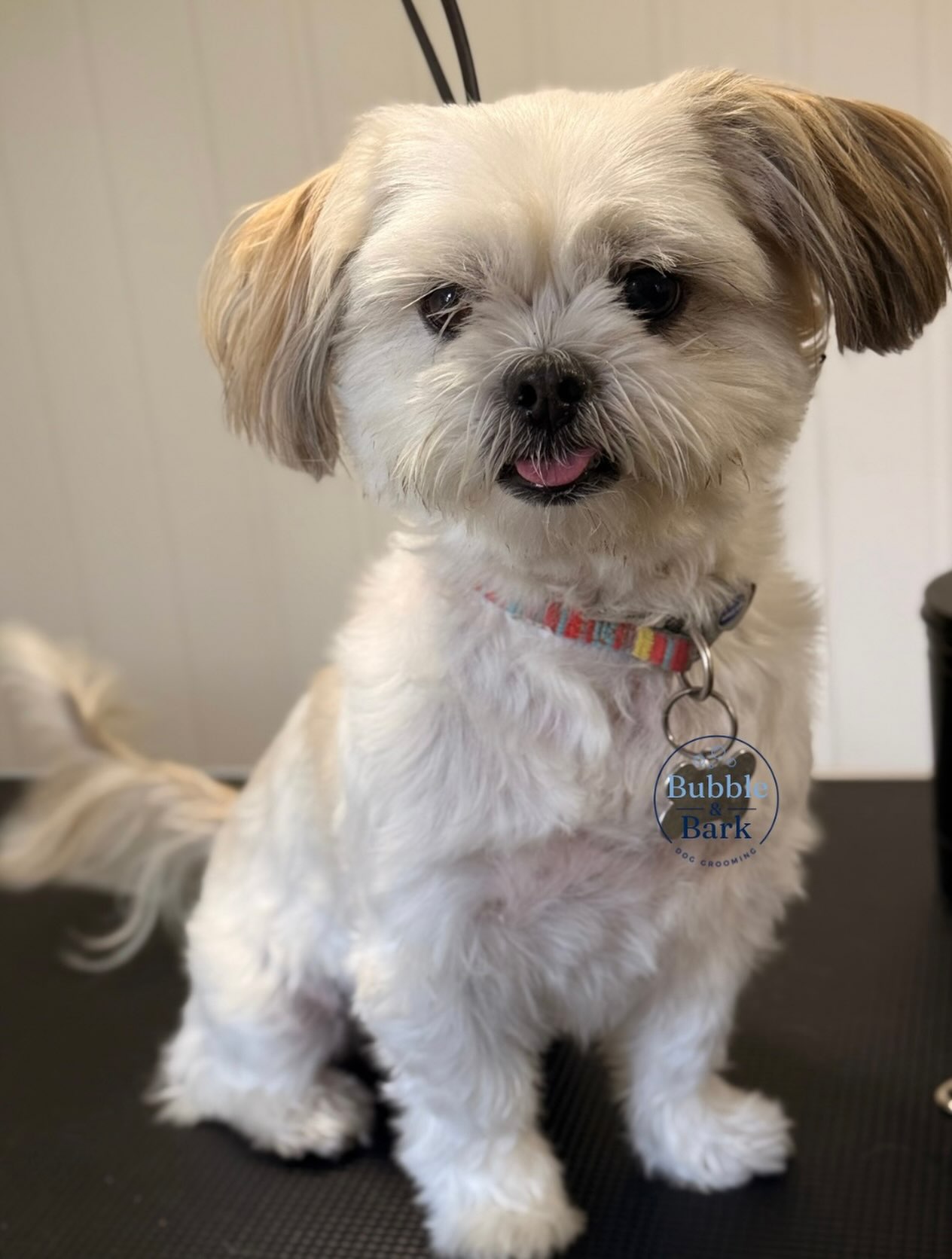 Nilsson, a small fluffy dog, on the grooming table at Bubble & Bark