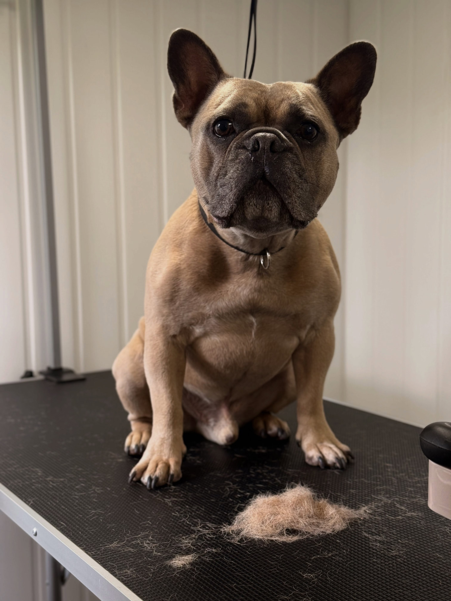 Rex the French bulldog after a deshed, with a pile of loose coat beside him