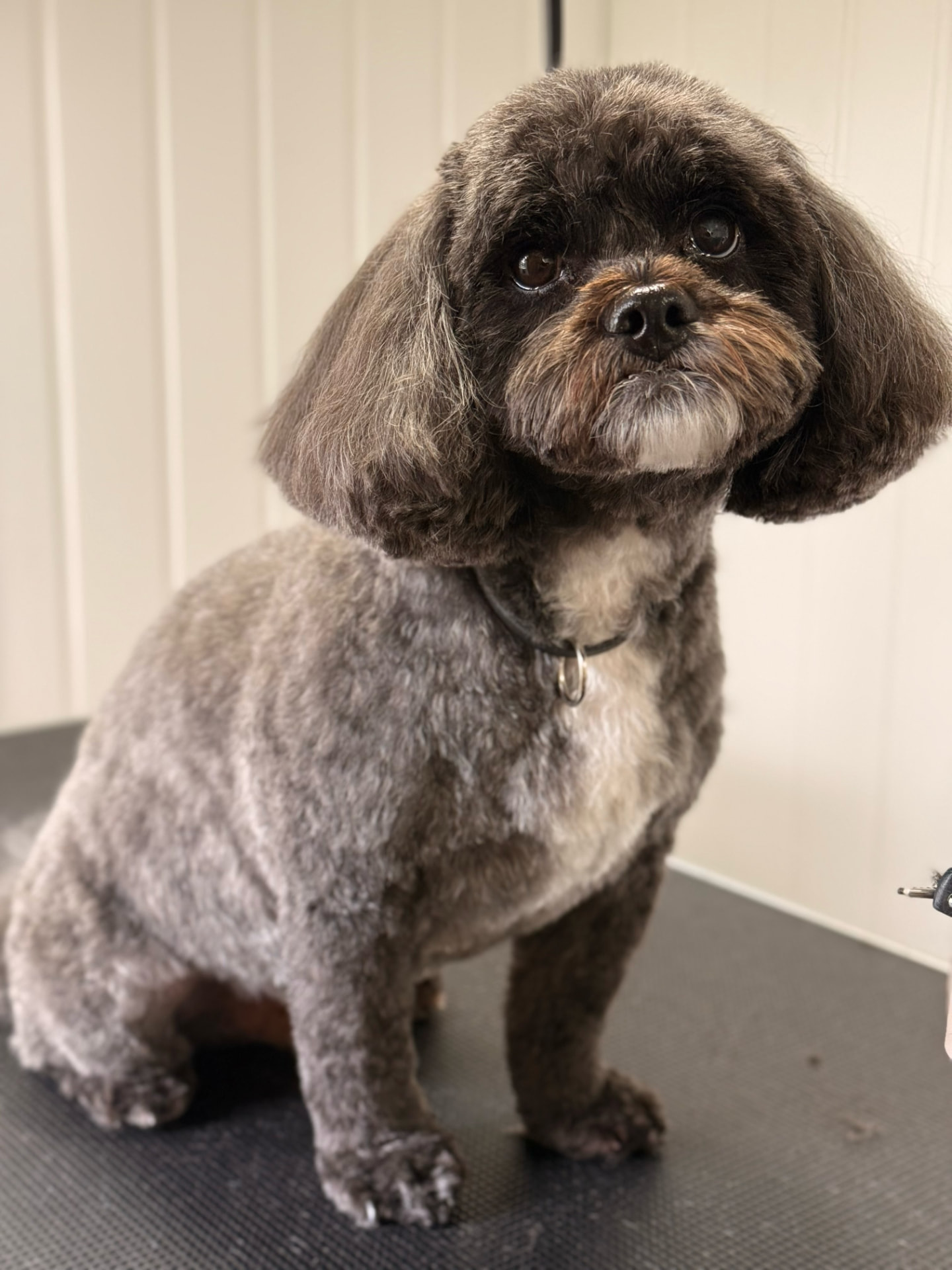 Levi sitting on the grooming table after his full groom in Mickleover