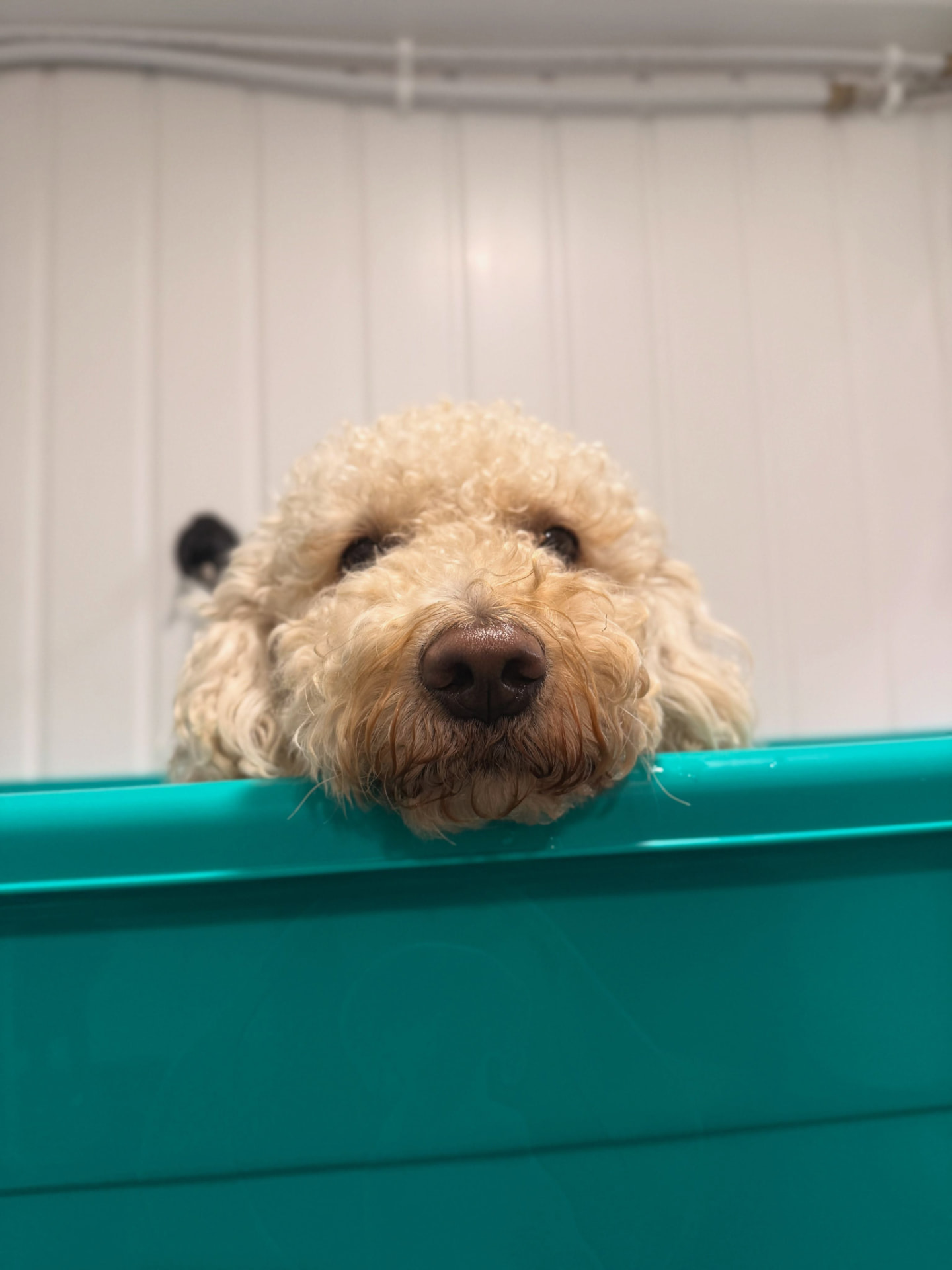 Marty resting his chin on the edge of the dog bath