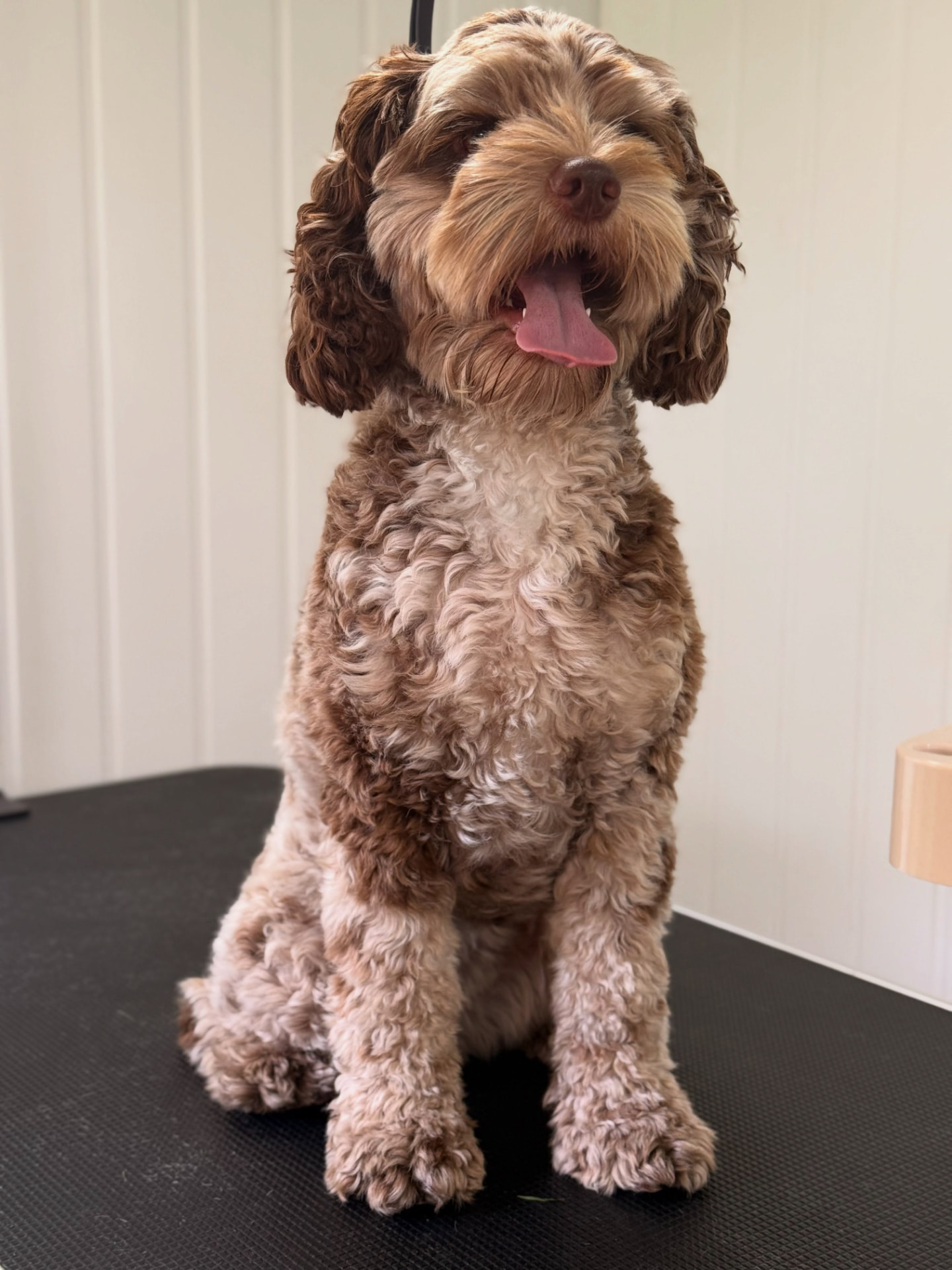 Maggie the cockapoo after her full groom, with a freshly trimmed coat