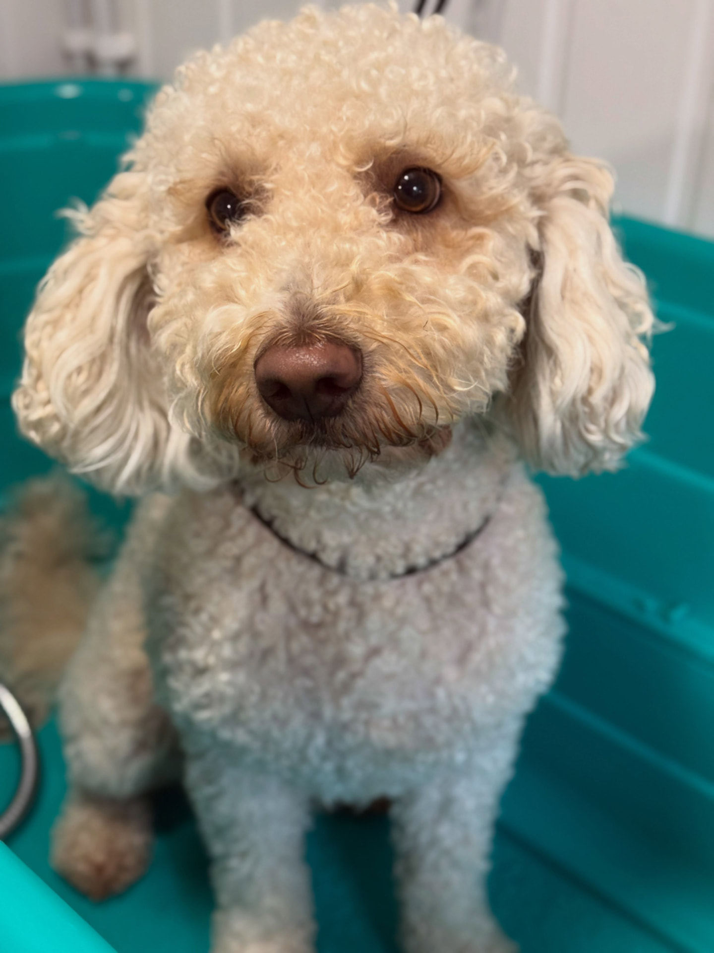 Marty in the bath before his blow dry at Bubble & Bark