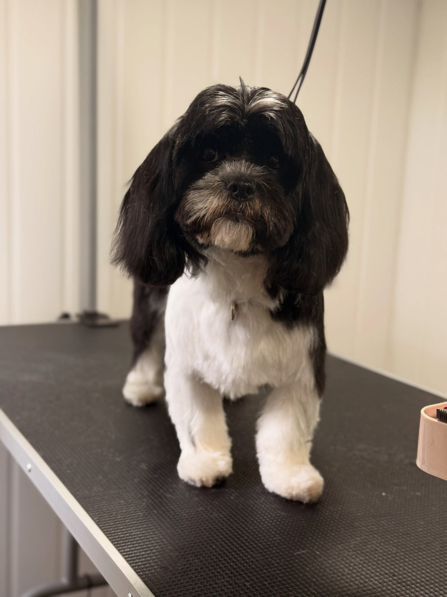 Maggie, a black and white shih tzu, after a full groom in Mickleover