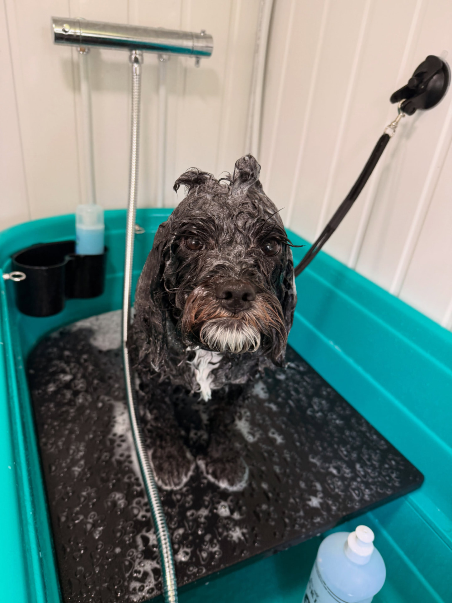 Levi in the bath at Bubble & Bark, covered in shampoo suds